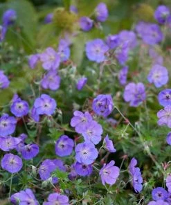 Roots Plants Geranium 'Bloom Me Away'