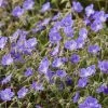 Roots Plants Geranium 'Bloom Me Away'