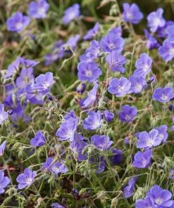 Roots Plants Geranium 'Bloom Me Away'