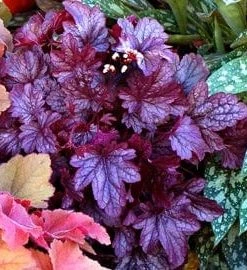 Roots Plants Heuchera 'City Shanghai'