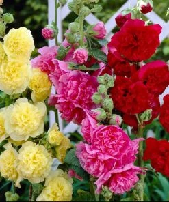Roots Plants Hollyhock 'Chater's Double Mixed'