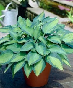 Roots Plants Hosta 'June'