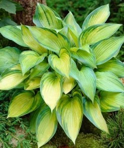 Roots Plants Hosta 'June'