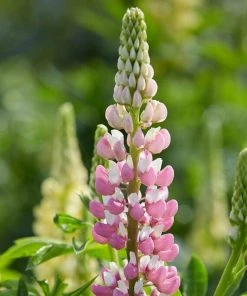 Roots Plants Perennials Lupin 'Legendary Rose Shades'