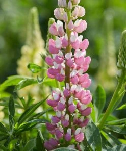 Roots Plants Perennials Lupin 'Legendary Rose Shades'