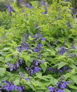 Roots Plants Salvia 'Black And Bloom'