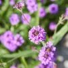 Roots Plants Verbena 'Santos Purple' 2 Roots Plants Verbena 'Santos Purple'