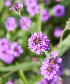 Roots Plants Verbena 'Santos Purple'