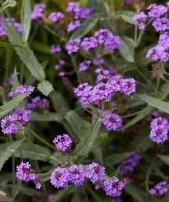 Roots Plants Verbena 'Santos Purple'