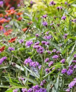 Roots Plants Verbena 'Santos Purple' 7 Roots Plants Verbena 'Santos Purple'