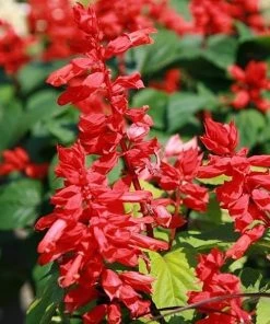 Roots Plants Salvia 'Vista Red'