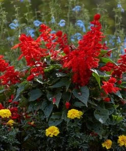 Roots Plants Best Perennial Plants Collections | Growers Choice Perennials