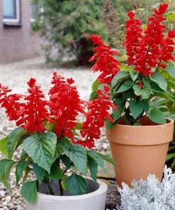 Roots Plants Salvia 'Vista Red'
