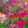 Roots Plants Cosmos 'Apollo Carmine' Perennials