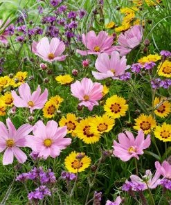 Roots Plants Cosmos 'Apollo Lovesong' Perennials