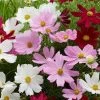 Roots Plants Cosmos 'Apollo Lovesong' Perennials