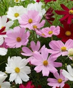 Roots Plants Cosmos 'Apollo Lovesong' Perennials
