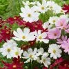Roots Plants Perennials Cosmos 'Apollo White' 2 Roots Plants Perennials Cosmos 'Apollo White'