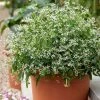 Roots Plants Euphorbia 'Glamour' Perennials