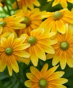 Roots Plants Perennials Rudbeckia 'Amarillo Gold'