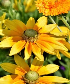 Roots Plants Perennials Rudbeckia 'Amarillo Gold'