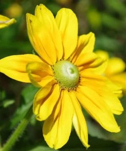 Roots Plants Perennials Rudbeckia 'Amarillo Gold'