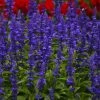 Roots Plants Salvia 'Big Blue'