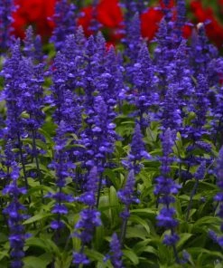 Roots Plants Salvia 'Big Blue'