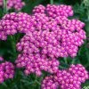 Roots Plants Perennials Achillea 'New Vintage Rose' 1 Roots Plants Perennials Achillea 'New Vintage Rose'