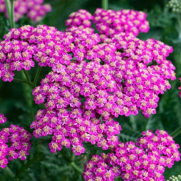 Roots Plants Perennials Achillea 'New Vintage Rose' 3 Roots Plants Perennials Achillea 'New Vintage Rose'
