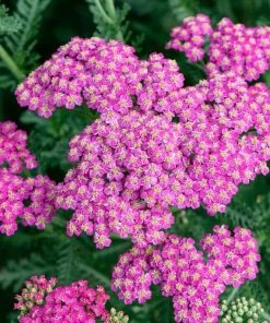 Roots Plants Perennials Achillea 'New Vintage Rose'