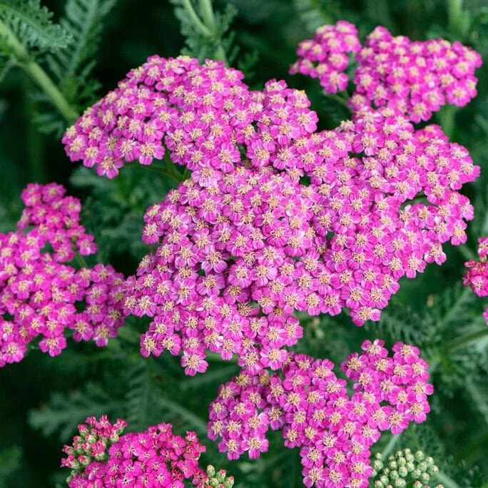 Roots Plants Perennials Achillea 'New Vintage Rose' 4 Roots Plants Perennials Achillea 'New Vintage Rose'