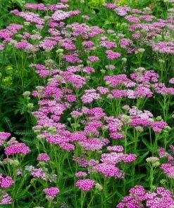 Roots Plants Perennials Achillea 'New Vintage Rose' 7 Roots Plants Perennials Achillea 'New Vintage Rose'