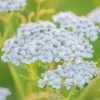 Roots Plants Perennials Achillea 'New Vintage White' 2 Roots Plants Perennials Achillea 'New Vintage White'