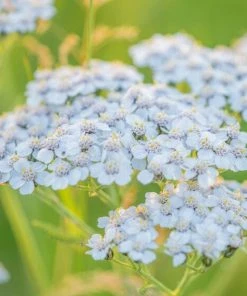 Roots Plants Perennials Achillea 'New Vintage White'