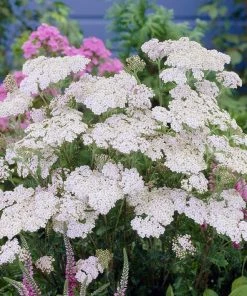 Roots Plants Perennials Achillea 'New Vintage White'