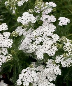 Roots Plants Perennials Achillea 'New Vintage White'