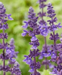 Roots Plants 6 Salvia Plants | 'Blues Collection' | 10.5cm Pots 11 Roots Plants 6 Salvia Plants | 'Blues Collection' | 10.5cm Pots