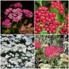 Roots Plants Perennials Achillea New Vintage Collection | 3 X 3L Pots