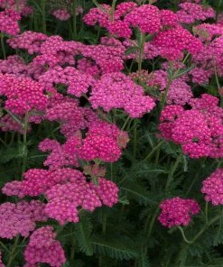 Roots Plants Perennials Achillea New Vintage Collection | 3 X 3L Pots