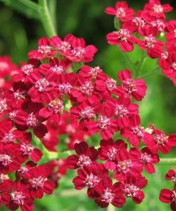 Roots Plants Perennials Achillea New Vintage Collection | 3 X 3L Pots