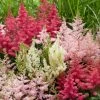 Roots Plants Astilbe Collection | 3 X 3L Pots Perennials