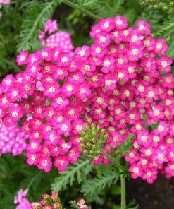 Roots Plants Achillea 'Cerise Queen' Perennials