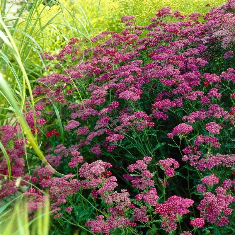 Roots Plants Achillea 'Cerise Queen' Perennials 4 Roots Plants Achillea 'Cerise Queen' Perennials