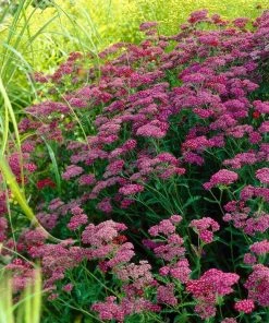 Roots Plants Mixed Flowering Perennial Plants | Extra Value Pack Perennials