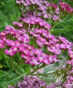 Roots Plants Achillea 'Cerise Queen' Perennials 7 Roots Plants Achillea 'Cerise Queen' Perennials
