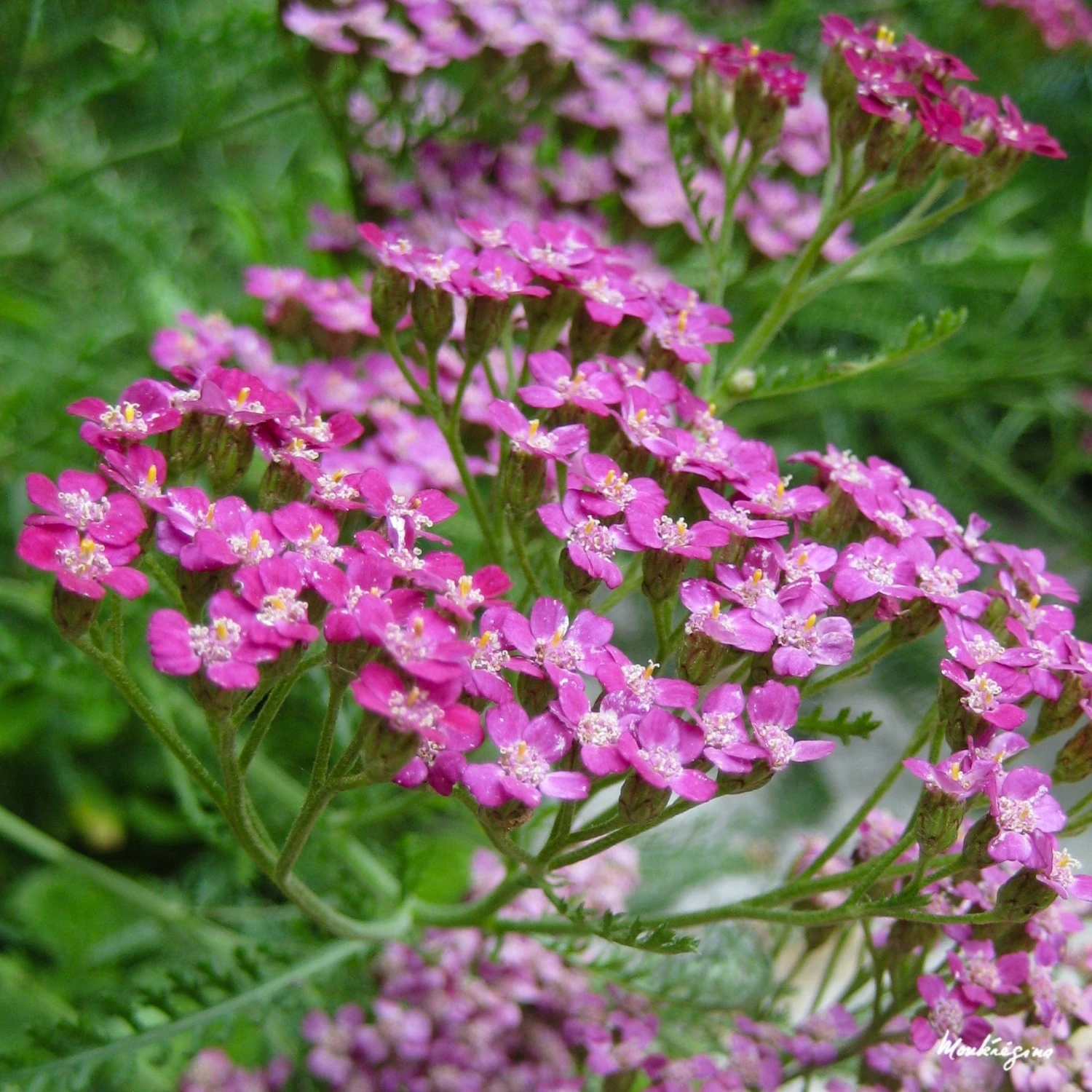 Roots Plants Achillea 'Cerise Queen' Perennials 5 Roots Plants Achillea 'Cerise Queen' Perennials