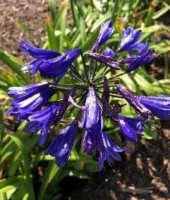 Roots Plants Agapanthus 'Blue Thunder' Perennials