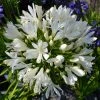 Roots Plants Agapanthus 'Silver Baby' Perennials