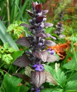 Roots Plants Ajuga 'Burgundy Glow' 9 Roots Plants Ajuga 'Burgundy Glow'